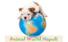 animalworldnapoli.it