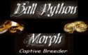 Ball Python Morph
